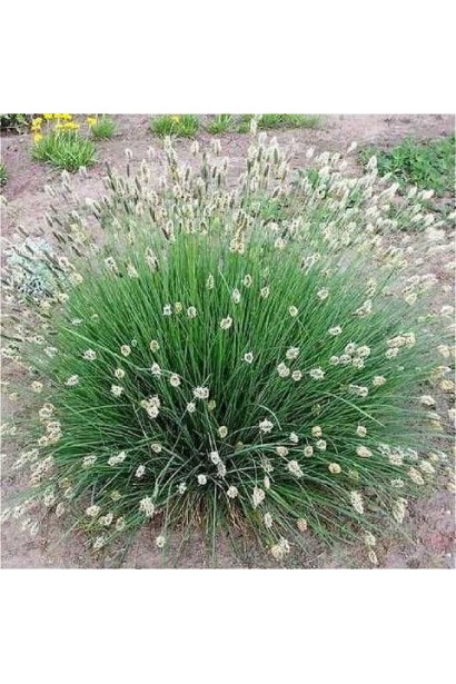 Сеслерия голубая